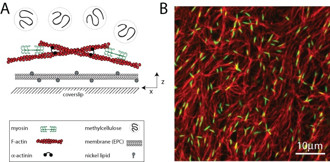 FIGURE 1: