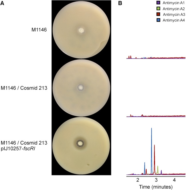 FIG 4 