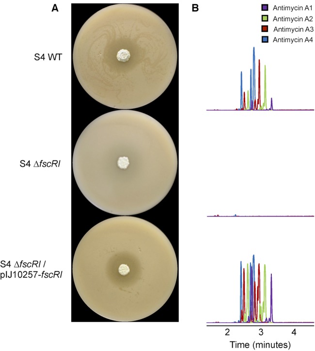 FIG 3 