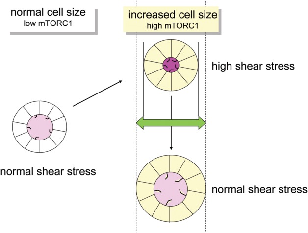 FIGURE 4: