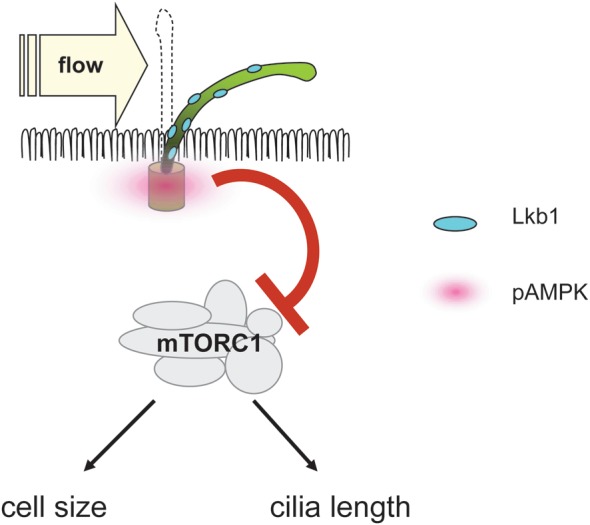 FIGURE 2: