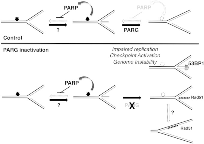 FIG 7