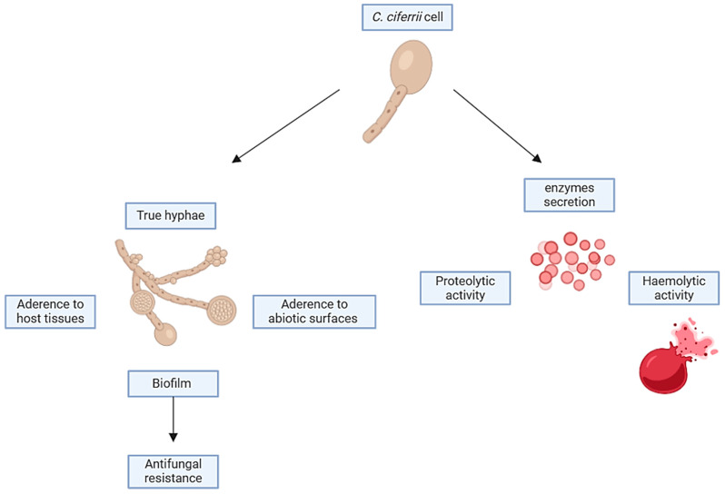 Figure 6