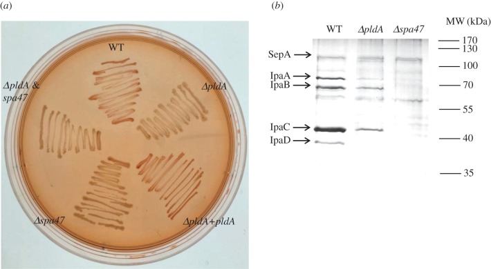 Figure 5.