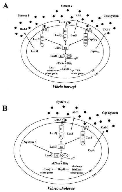 FIG. 1.