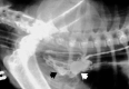 Fig 3.