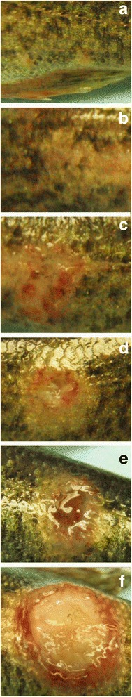 Fig. 5