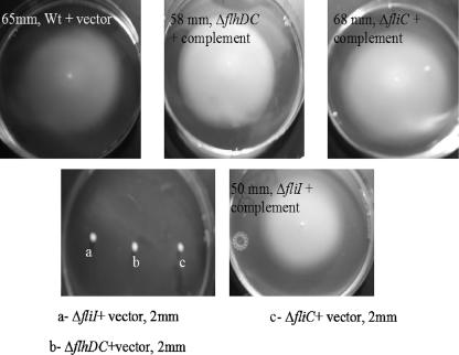 FIG. 4.