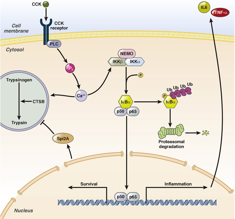 Figure 4: