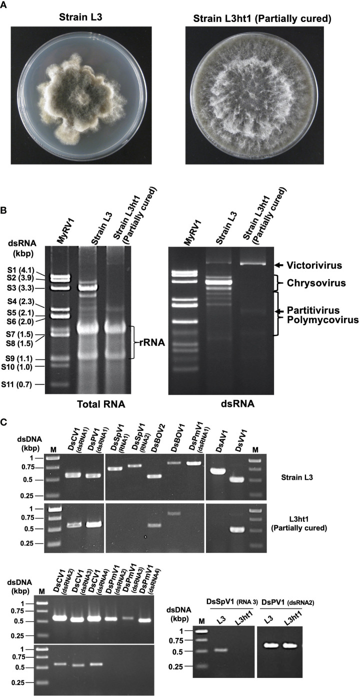 Figure 1