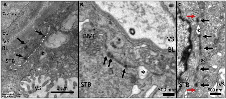 Figure 5