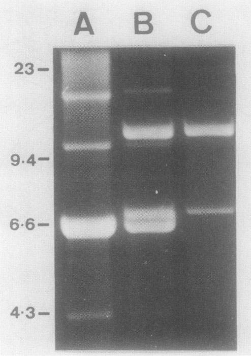 FIG. 7