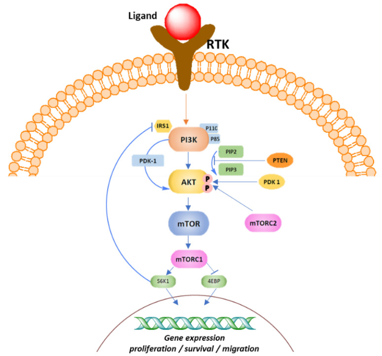 Figure 13