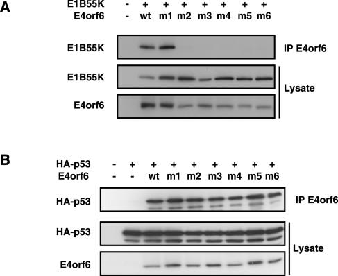 FIG. 6.