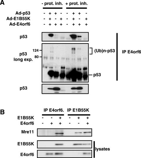 FIG. 5.