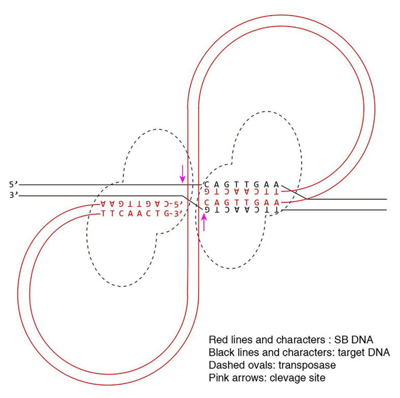 Figure 5