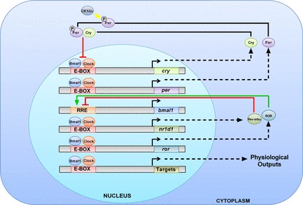 Fig. 1.