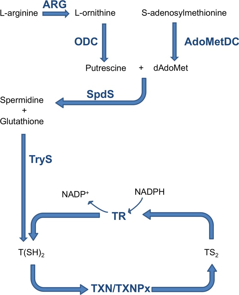 Fig 1