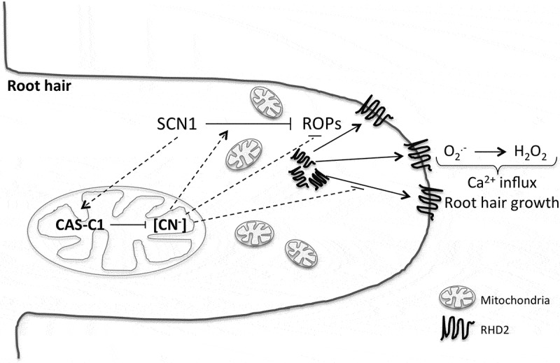 Figure 1.