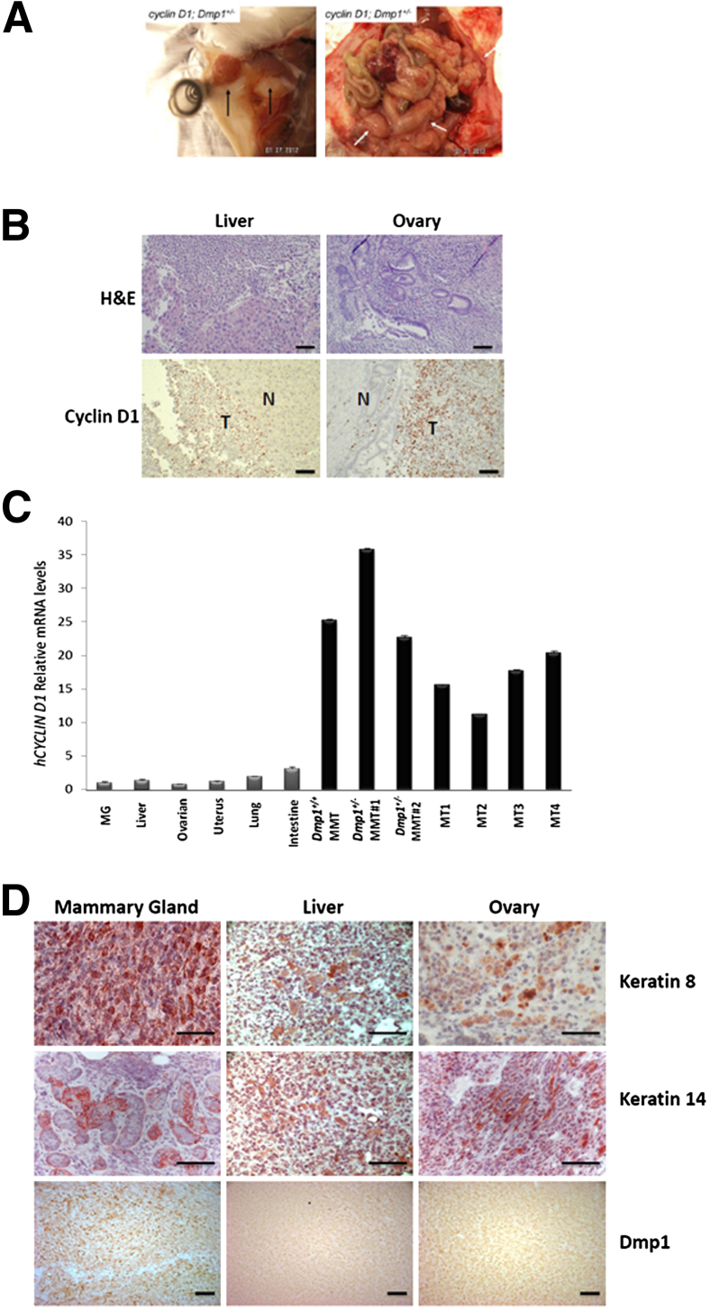 Figure 6