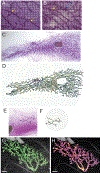 Figure 5: