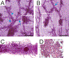 Figure 6: