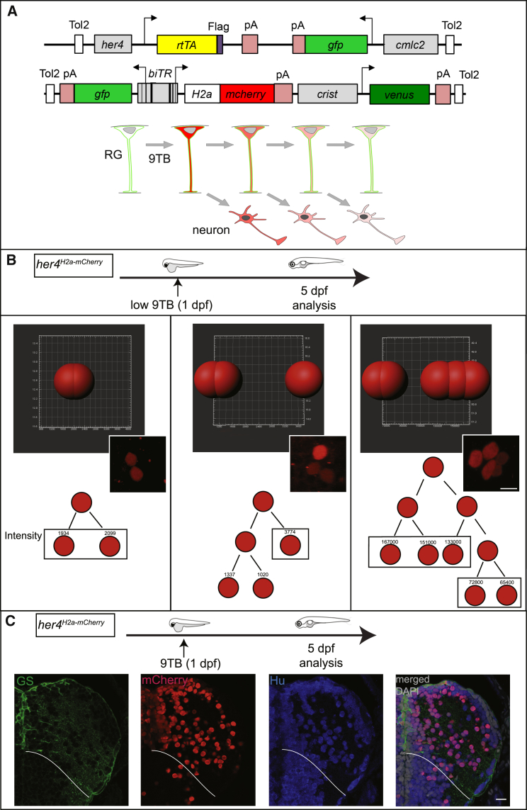 Figure 1