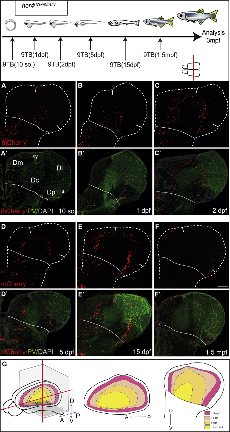 Figure 2