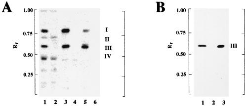 FIG. 5