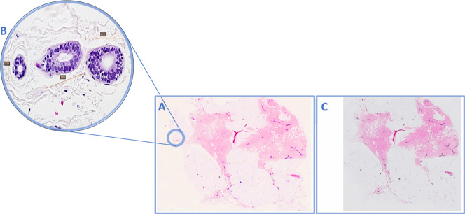 Fig. 2