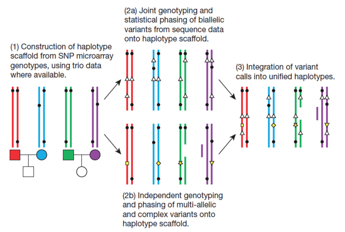 Box 1: Building a haplotype scaffold