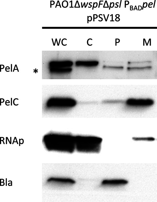 Fig 5