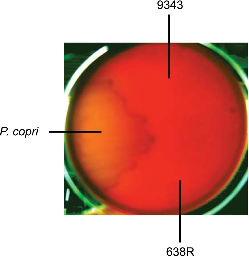 Fig. S5.