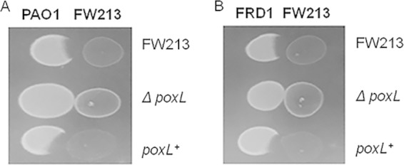 FIG 2