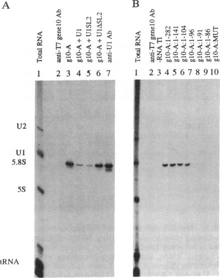 graphic file with name pnas01041-0396-a.jpg