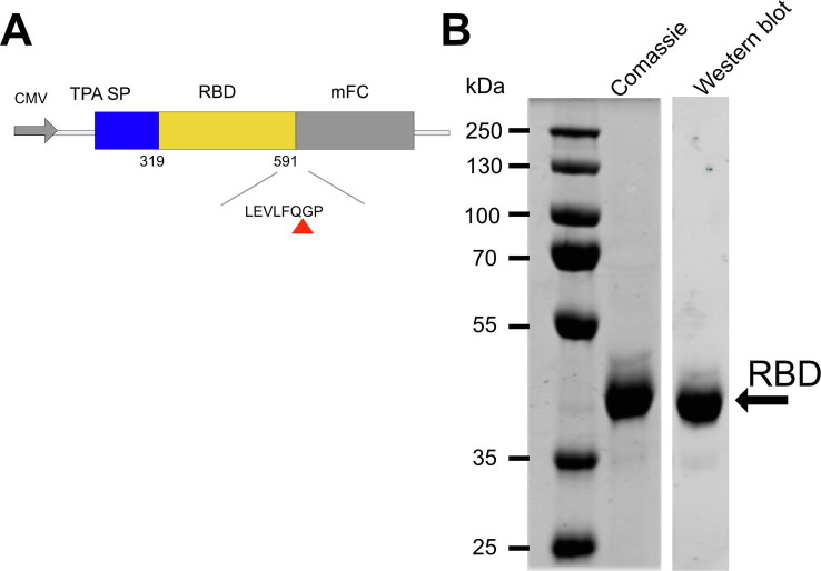 Supplementary Fig. 1