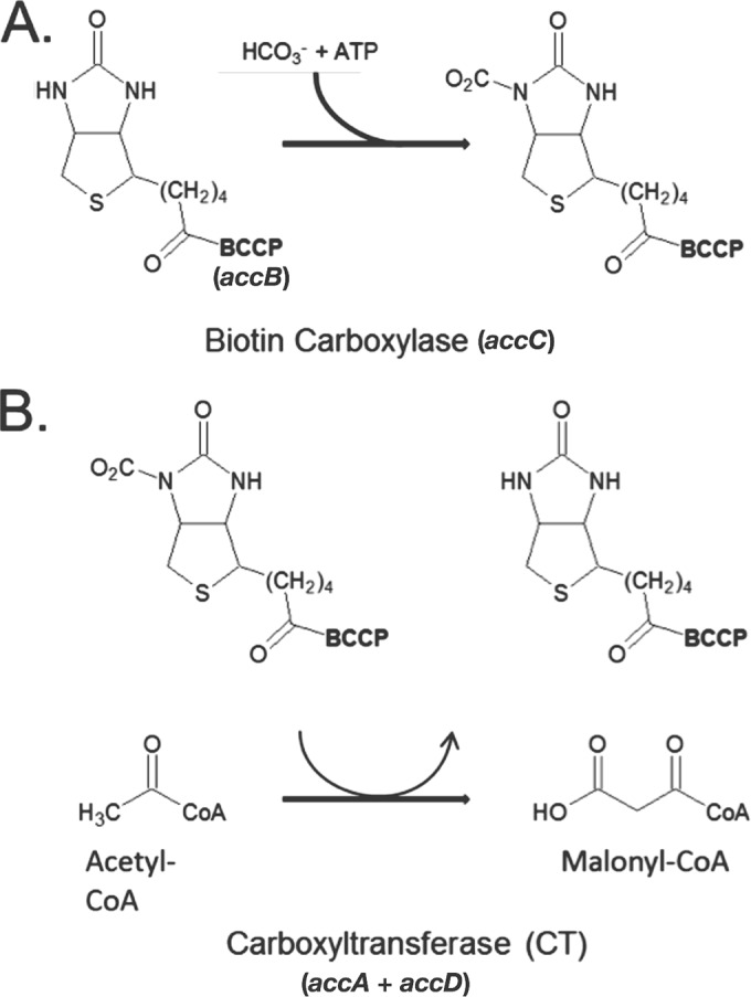 FIG 1