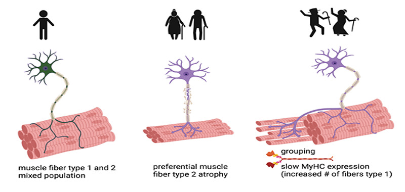 Fig 1.