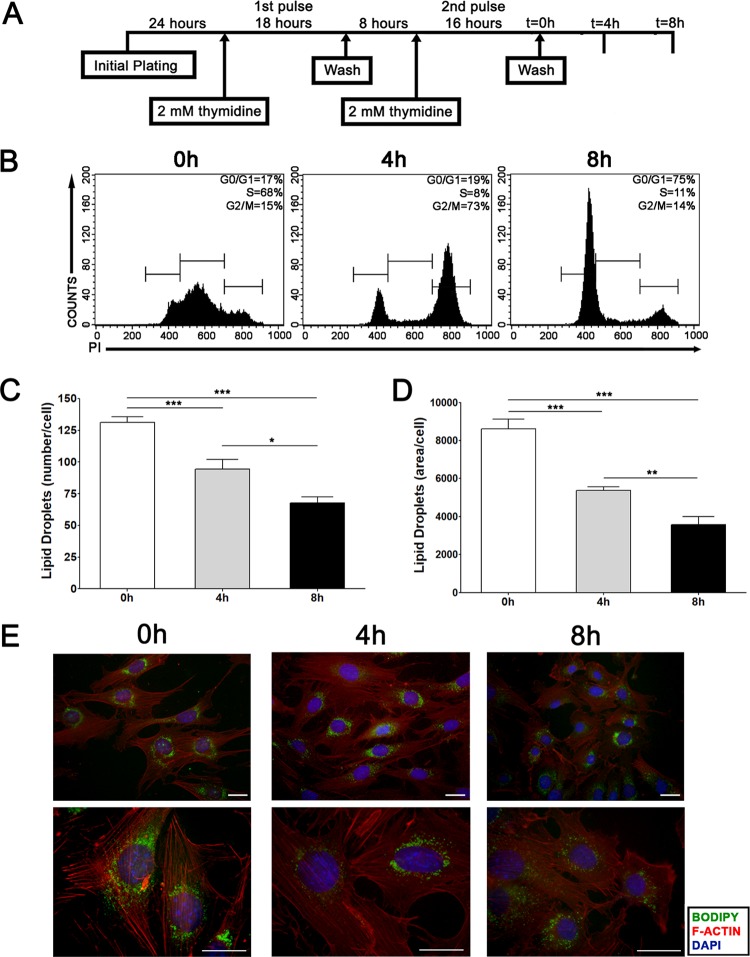 FIG 3