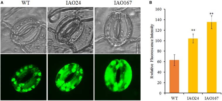 FIGURE 4