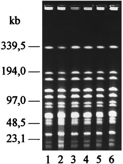 FIG. 1