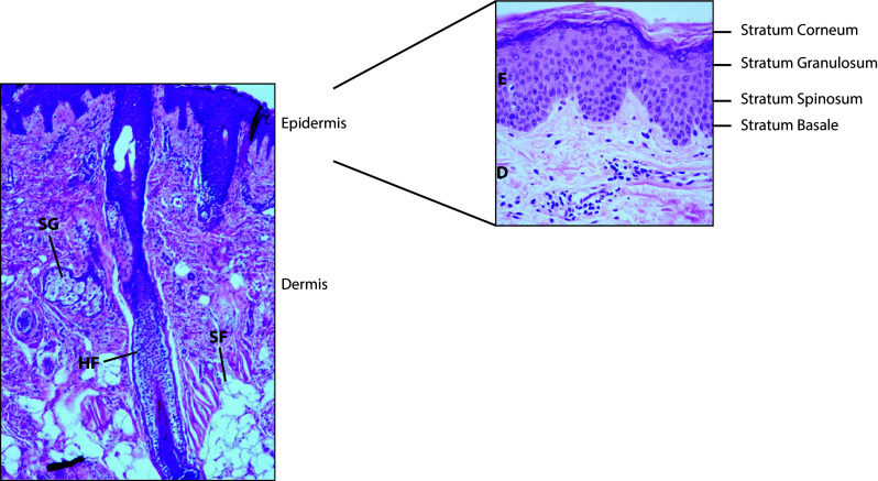 Fig. 1