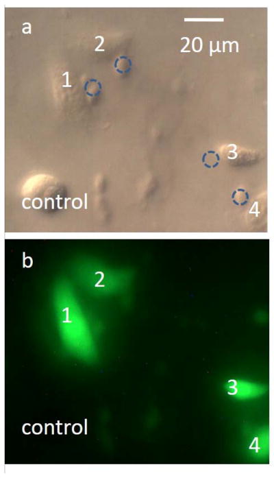 Fig. 6