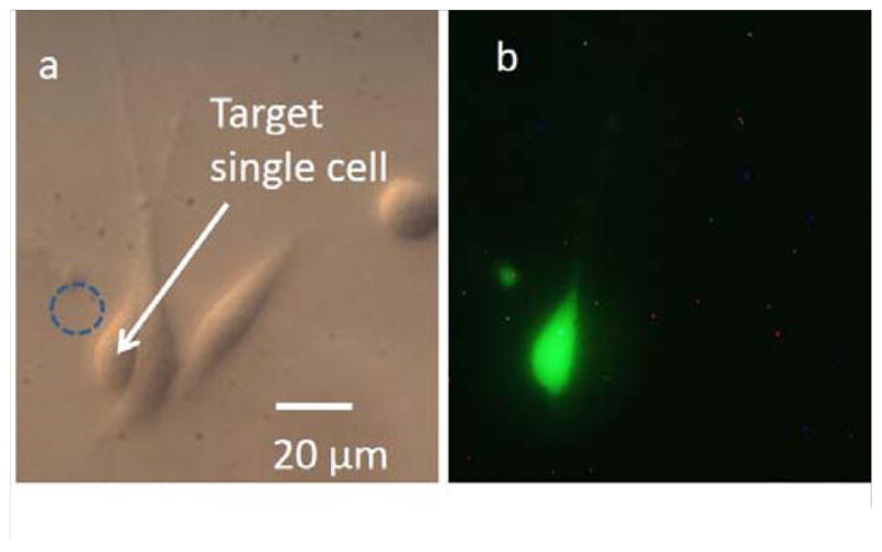 Fig. 8