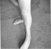 Fig. 6