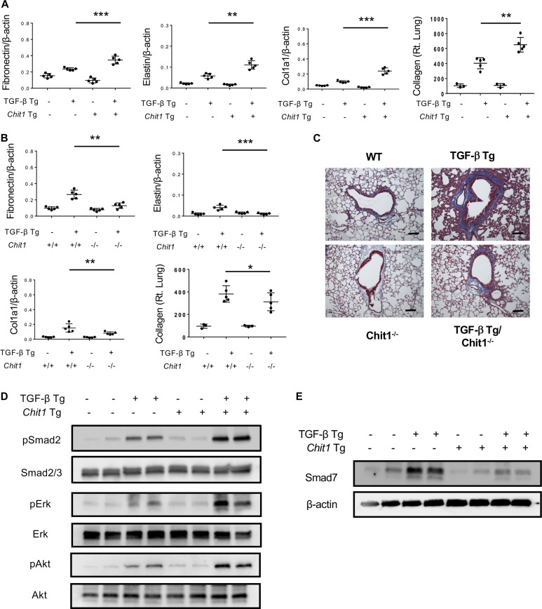 graphic file with name LSA-2023-02065_Fig2.jpg