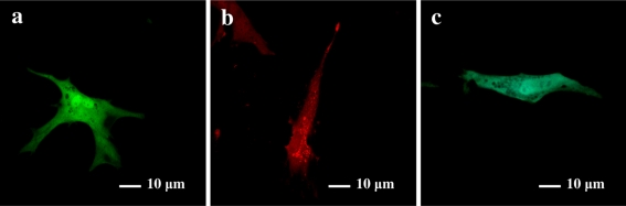 Fig. 8