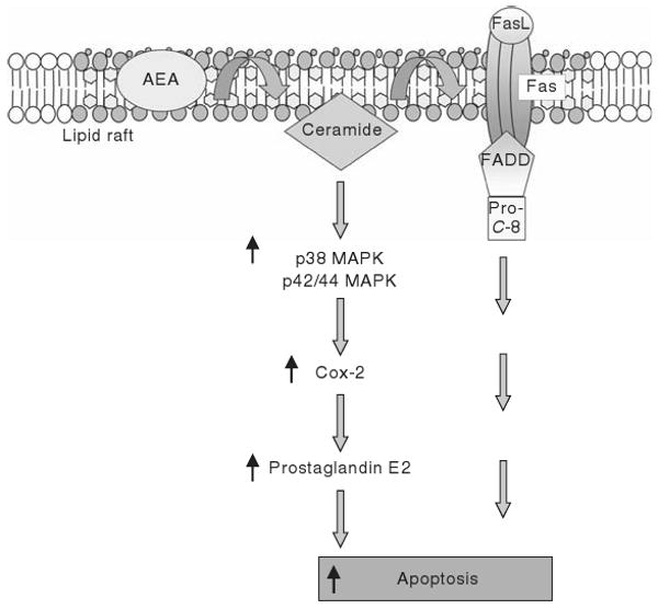 Figure 18.2