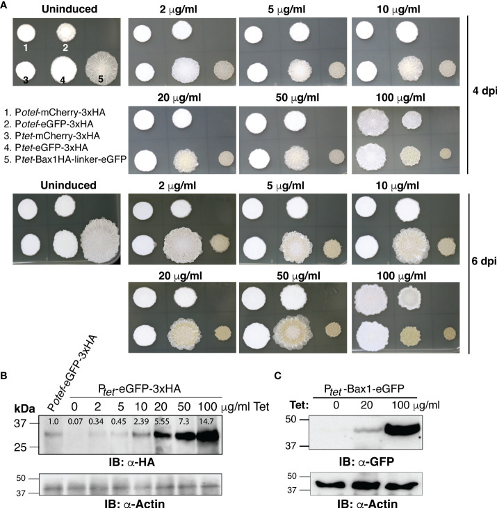 Figure 4