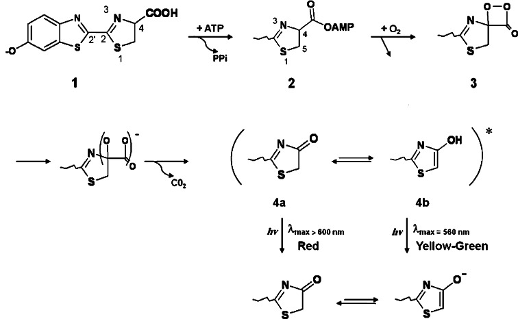 Fig. 1